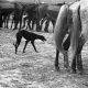 Xavier Miserachs. "Fira del Bestiar a Sevilla, 1960" Gos a una fira de bestiar